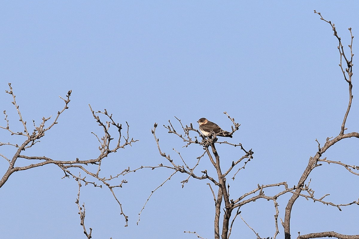 Cliff Swallow - ML60735791