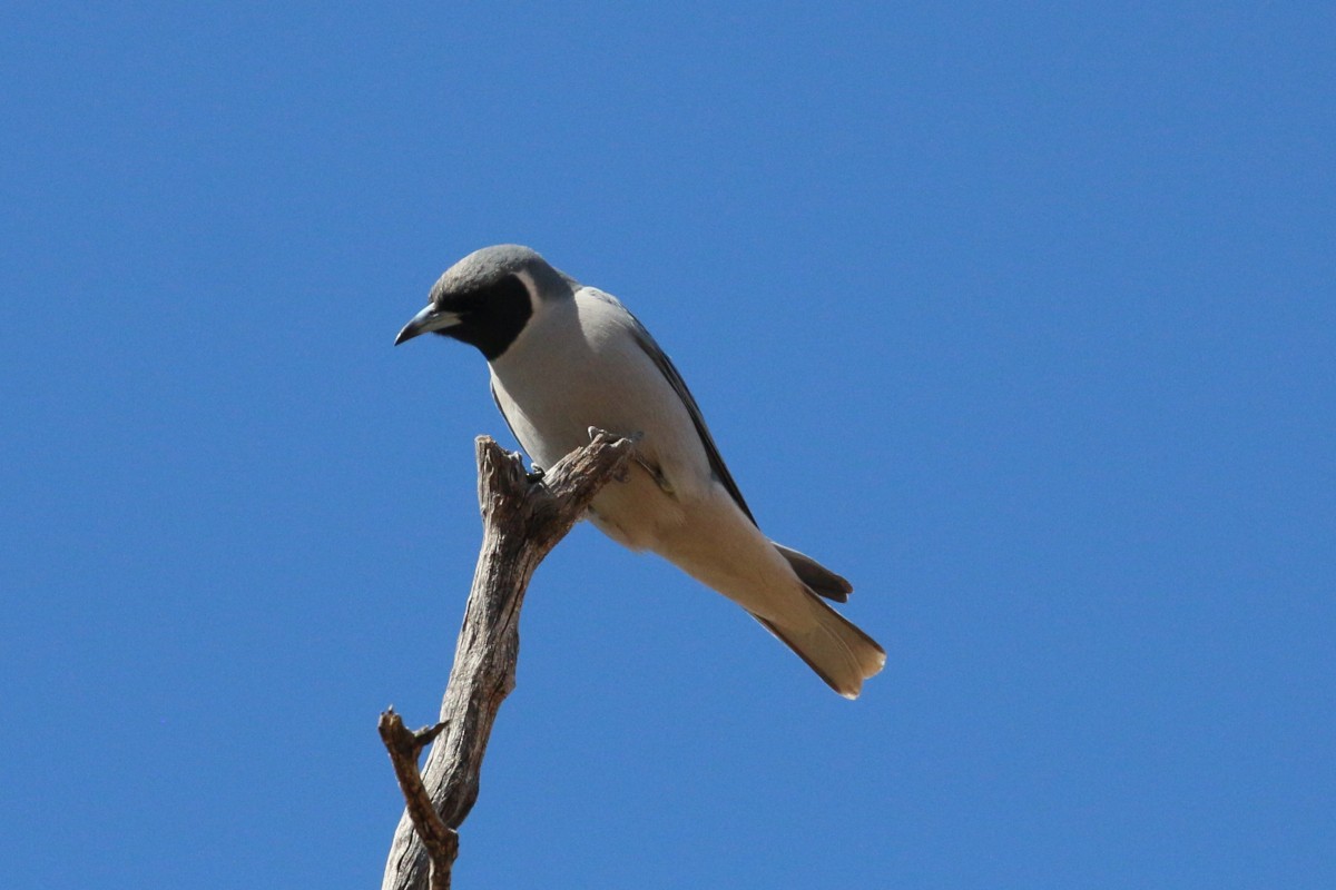Masked Woodswallow - ML607358041