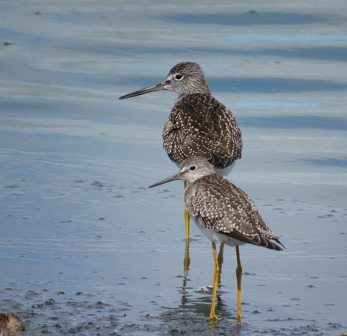 Greater Yellowlegs - Ken Burton