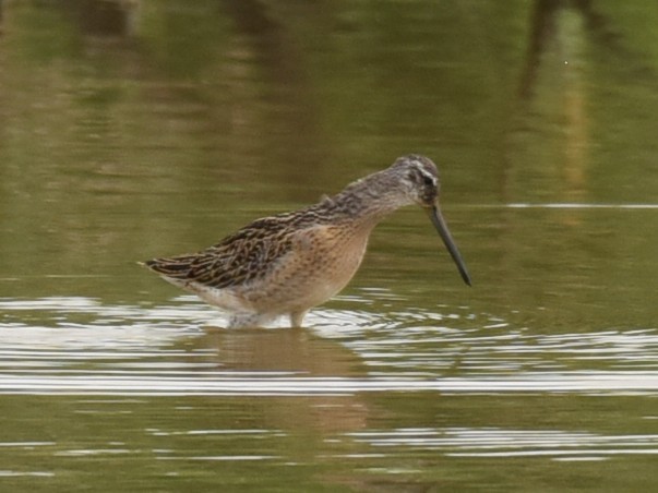 Short-billed Dowitcher - ML607358221