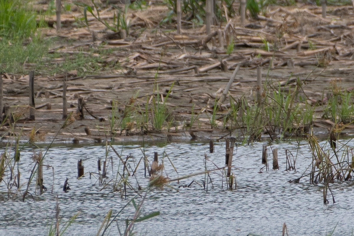 Pectoral Sandpiper - ML607358341