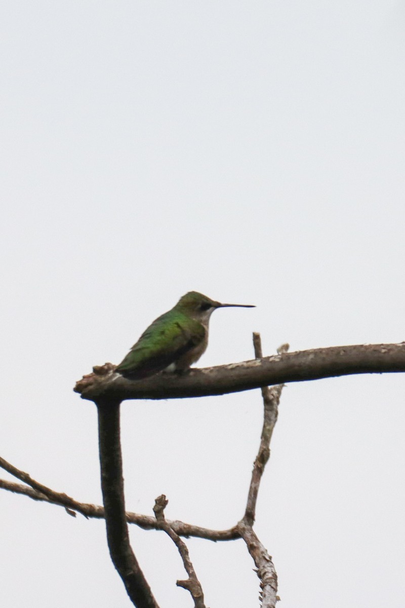 Ruby-throated Hummingbird - ML607358411