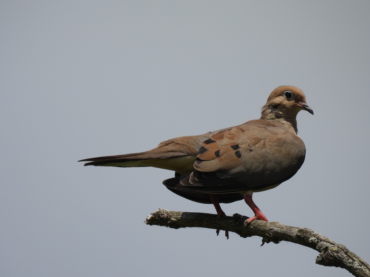 Mourning Dove - ML607359591