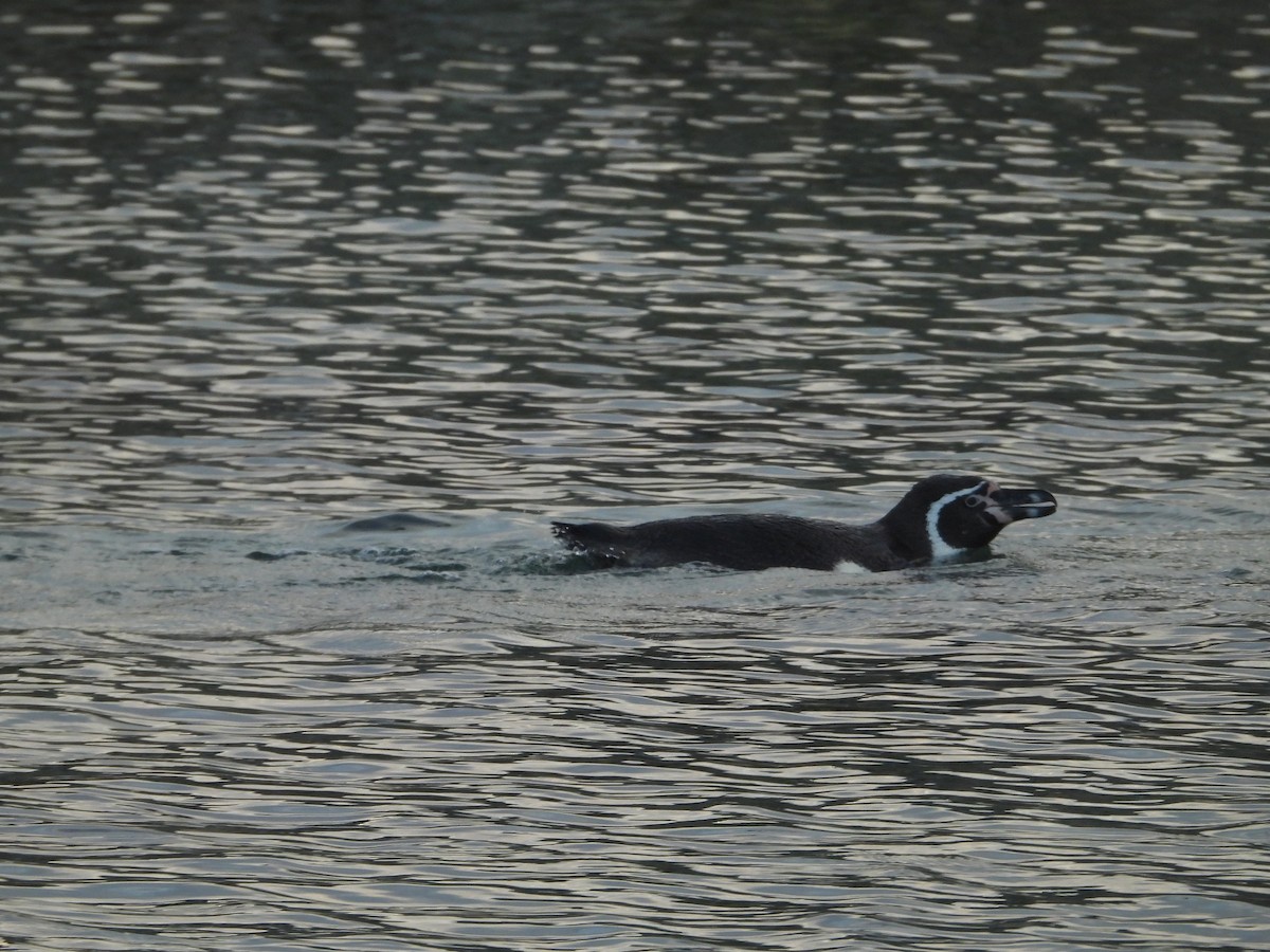 Humboldt Penguin - ML607359971