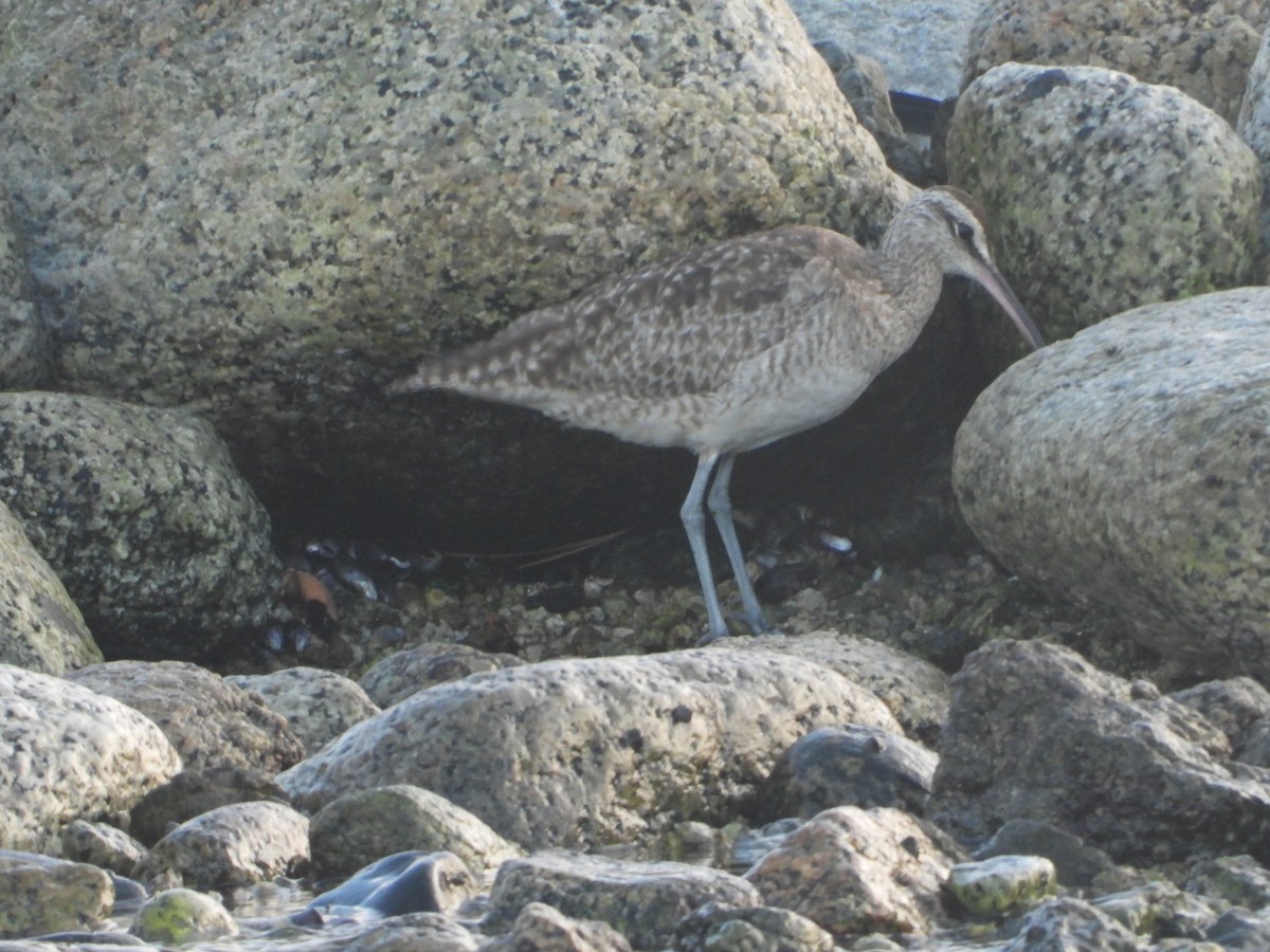 Regenbrachvogel - ML607360421