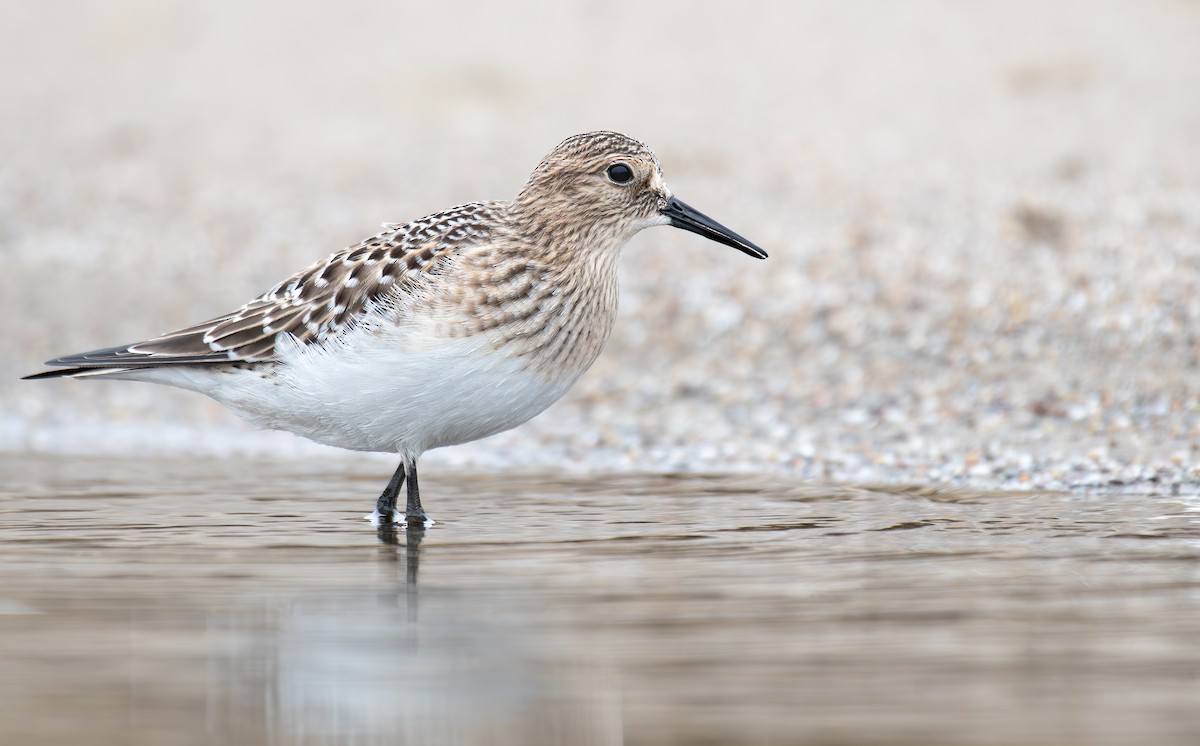 Baird's Sandpiper - ML607361541