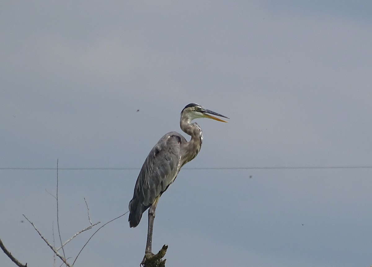 Great Blue Heron - ML607361801