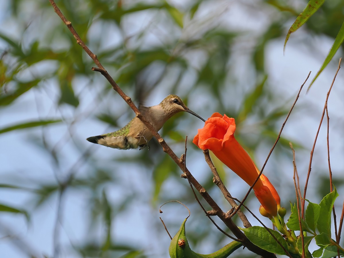 Ruby-throated Hummingbird - ML607362141