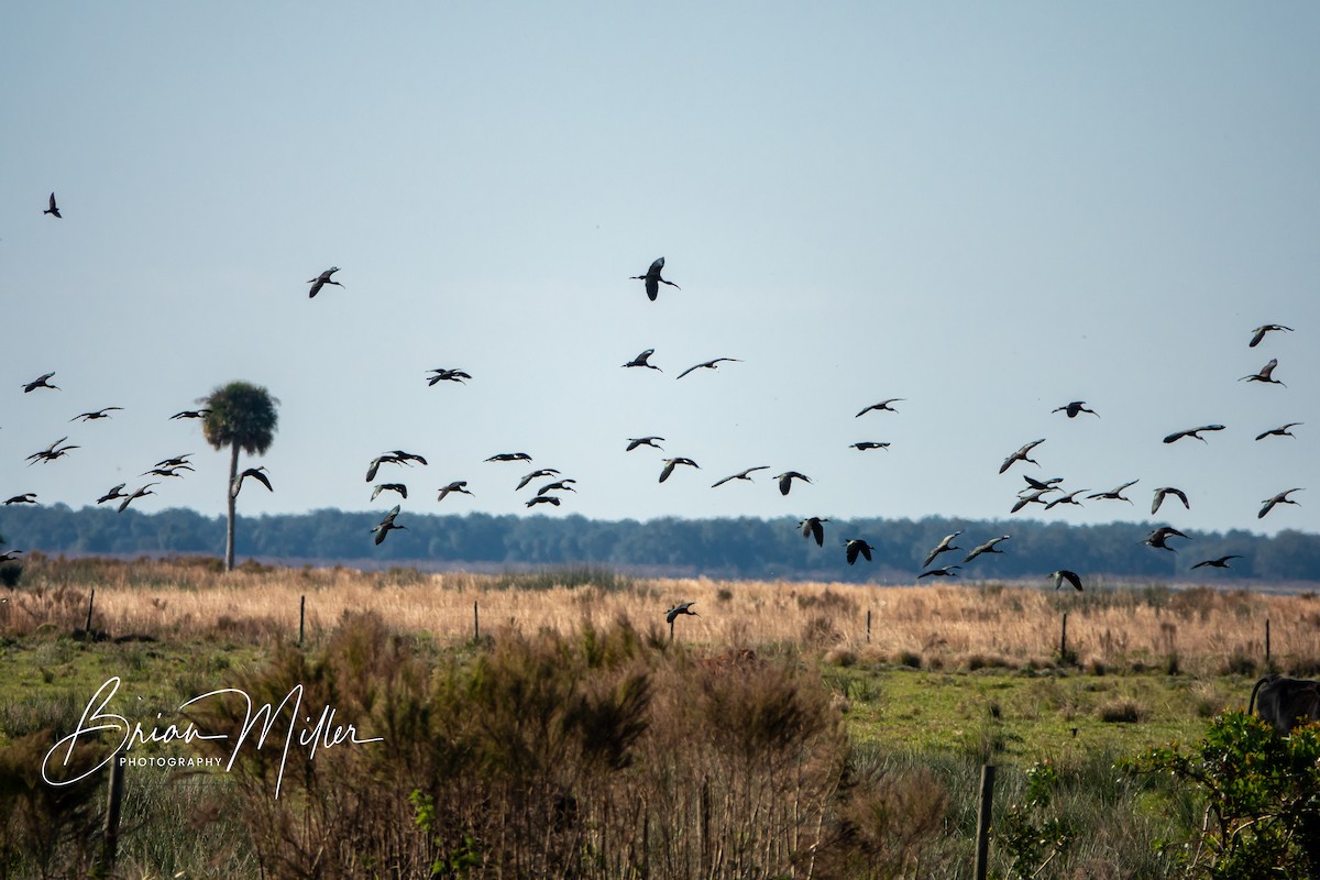 Glossy Ibis - ML607362261