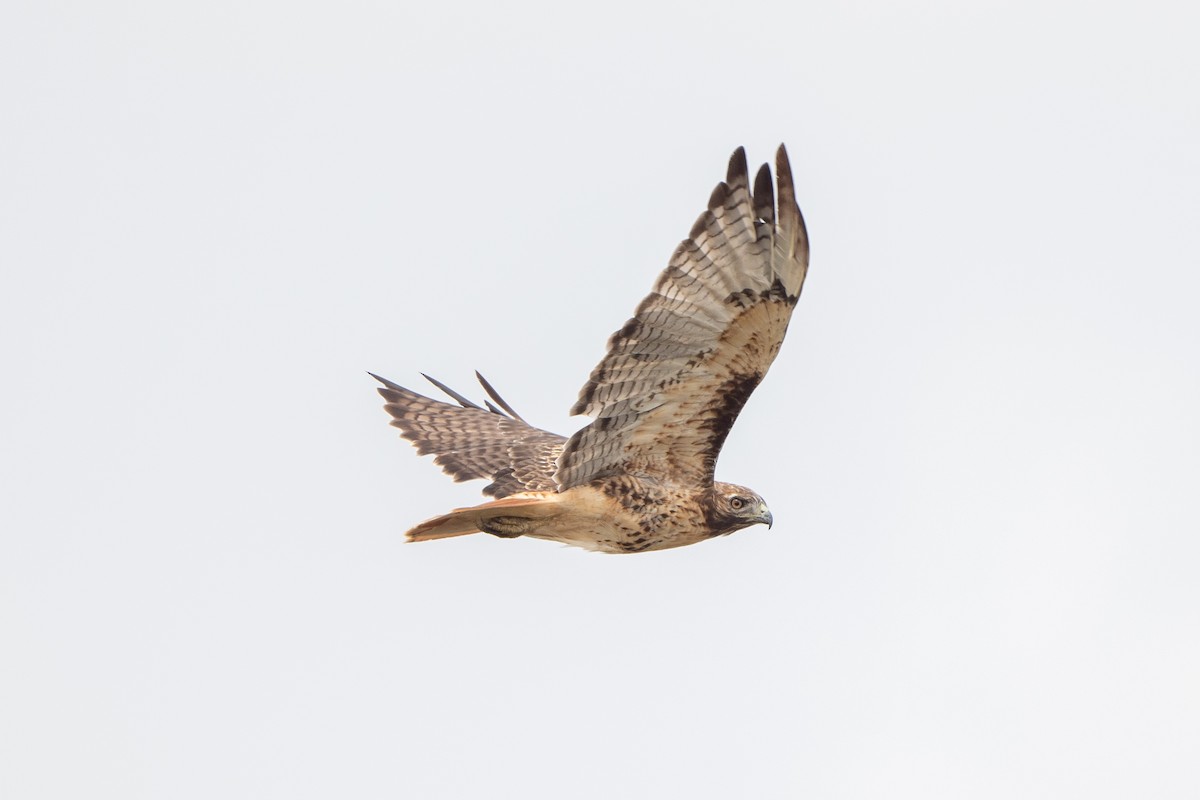 Red-tailed Hawk - ML607362431