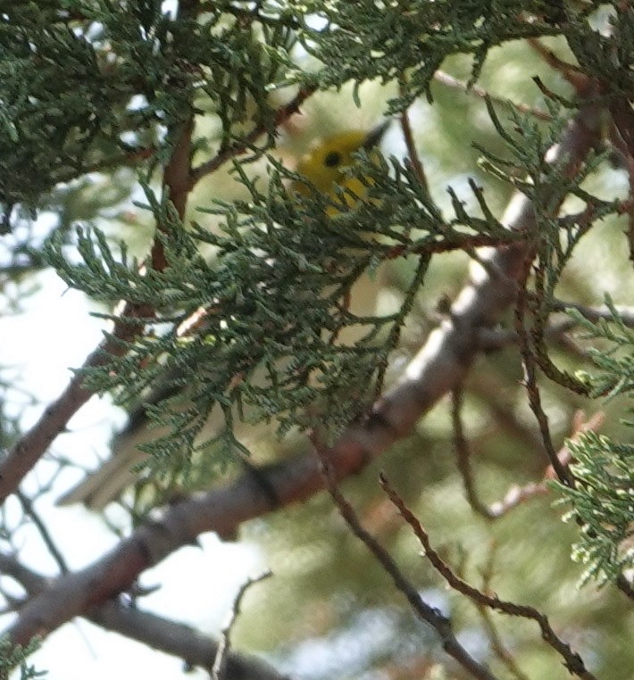 Hermit Warbler - ML607362461