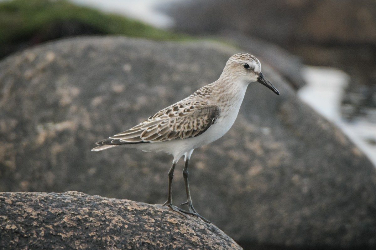 Semipalmated Sandpiper - Sven F