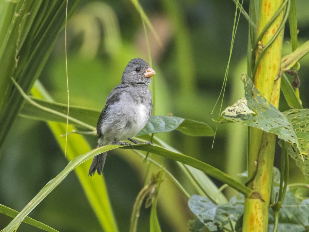 Gray Seedeater - Dušan Brinkhuizen