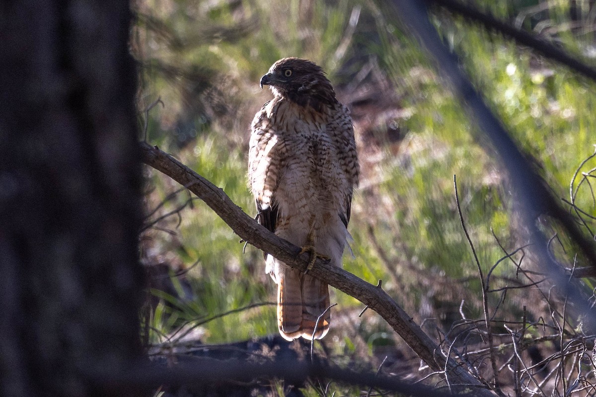 Red-tailed Hawk - Linda McNulty