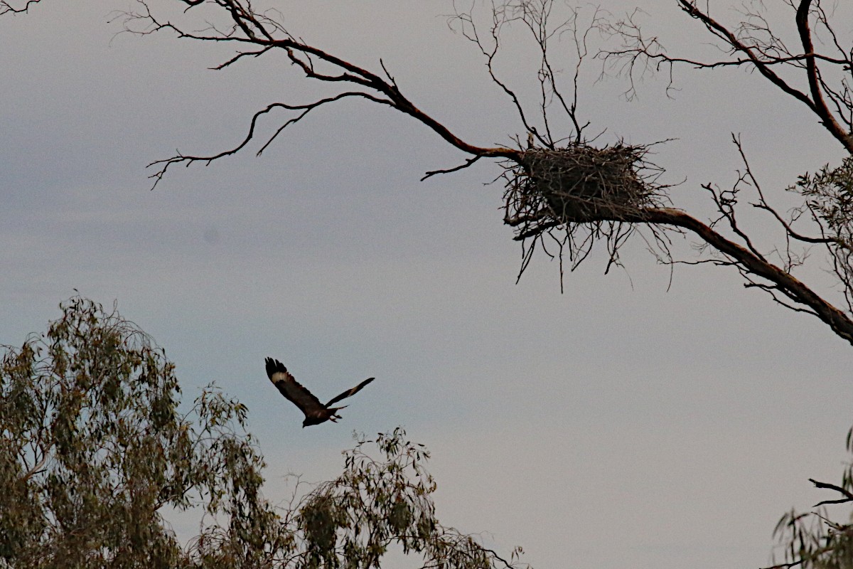 Black-breasted Kite - ML607363621