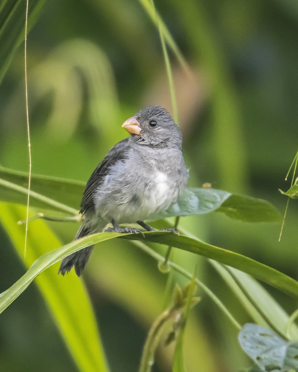 Gray Seedeater - Dušan Brinkhuizen