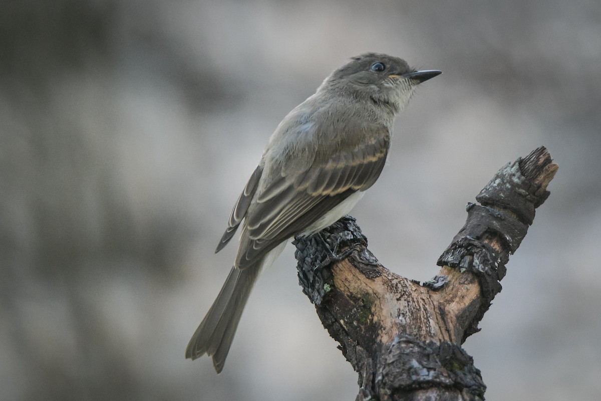 Eastern Phoebe - Sven F