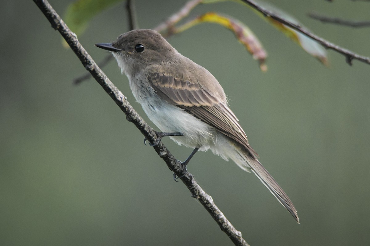 Eastern Phoebe - Sven F