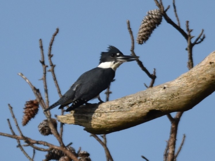 Belted Kingfisher - ML607364141
