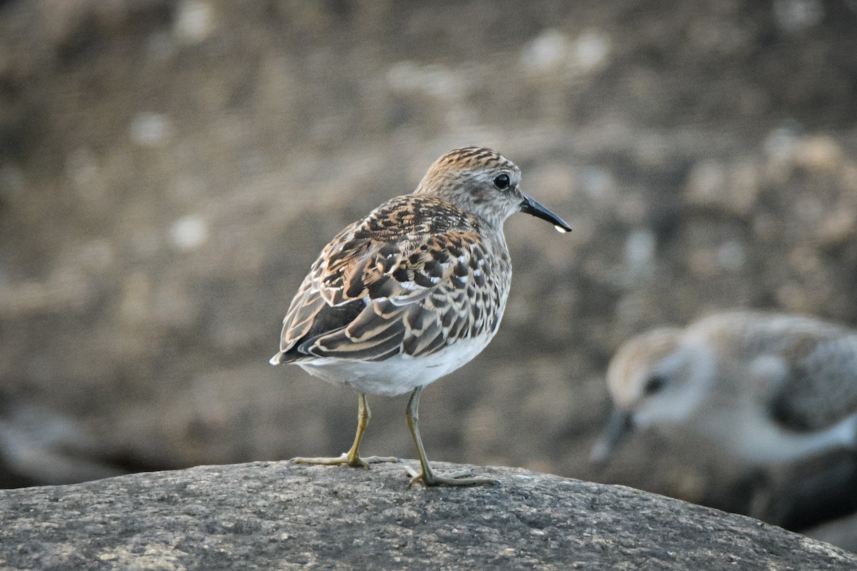 Least Sandpiper - ML607364531