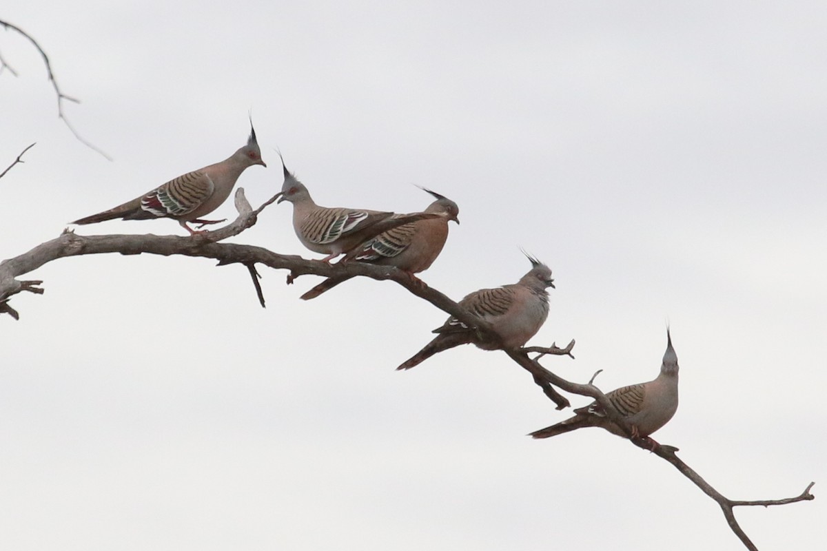 Crested Pigeon - ML607364831