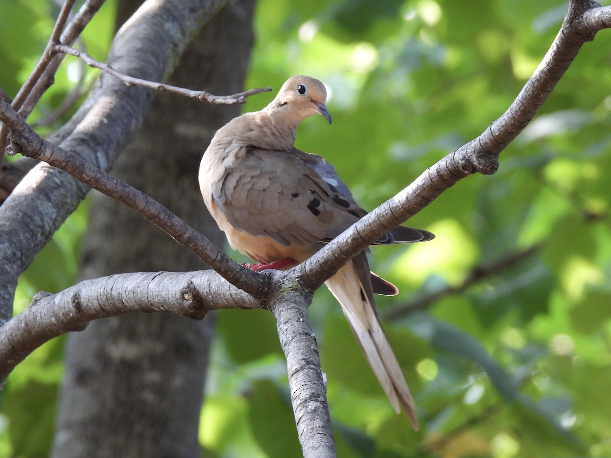 Mourning Dove - ML607365101