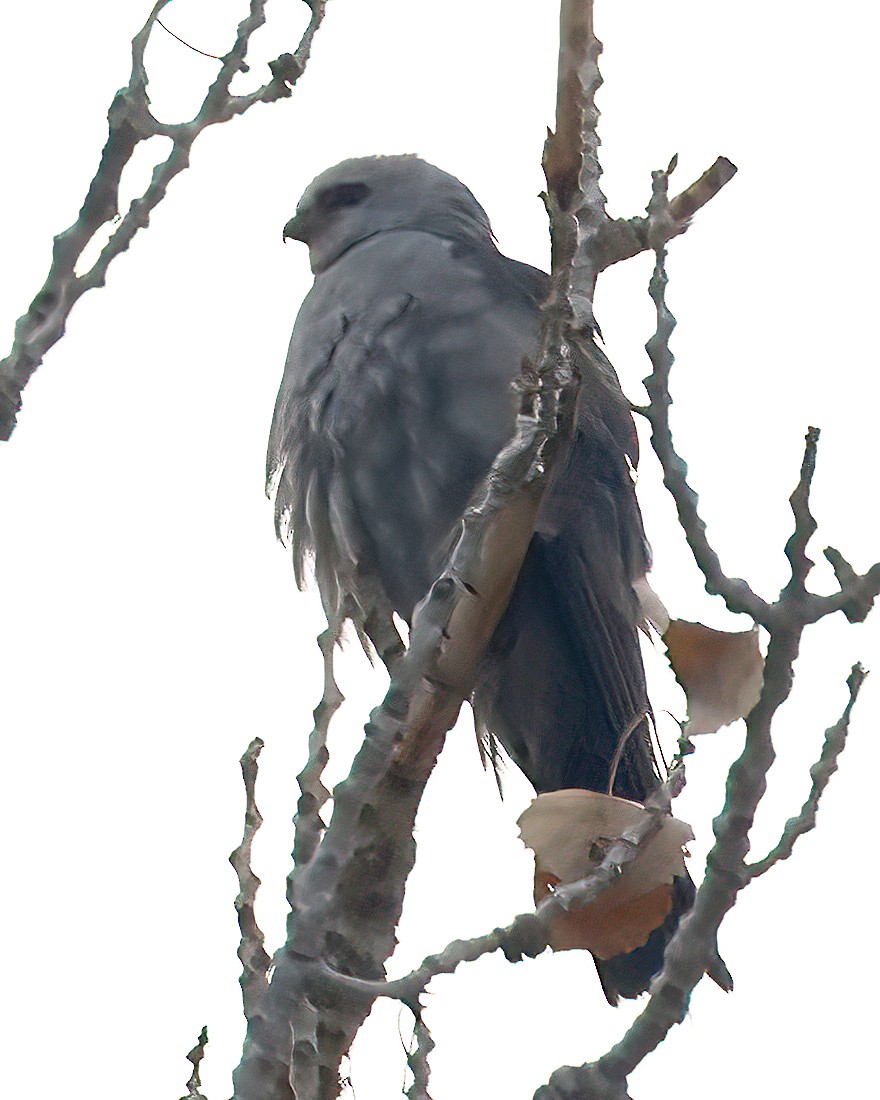 Mississippi Kite - ML607365191