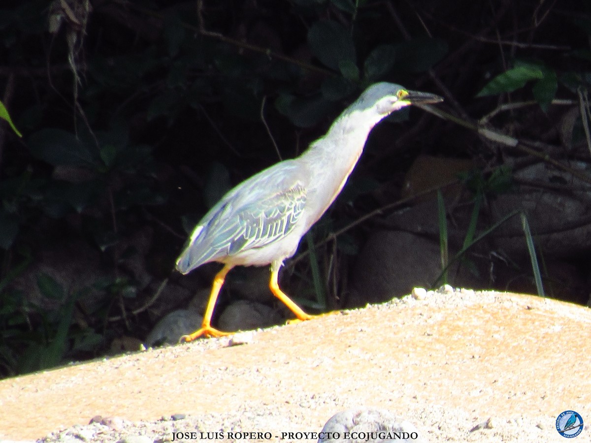 Striated Heron - ML60736521