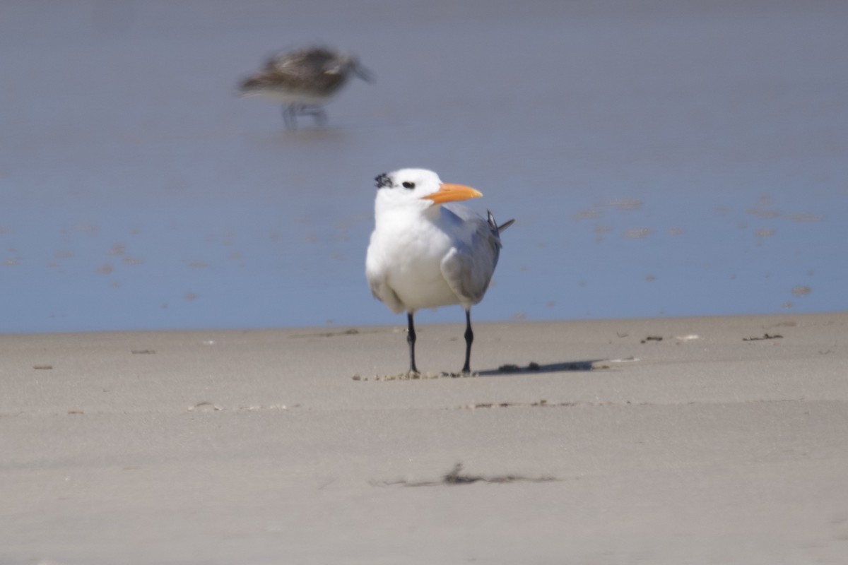 Royal Tern - ML607365351