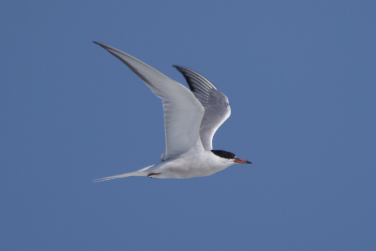 Common Tern - ML607365471