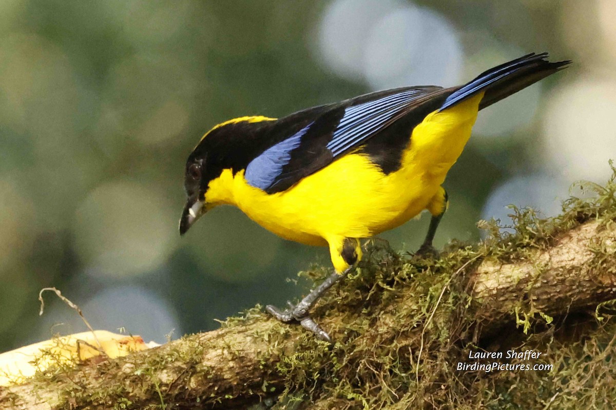 Blue-winged Mountain Tanager - Lauren Shaffer