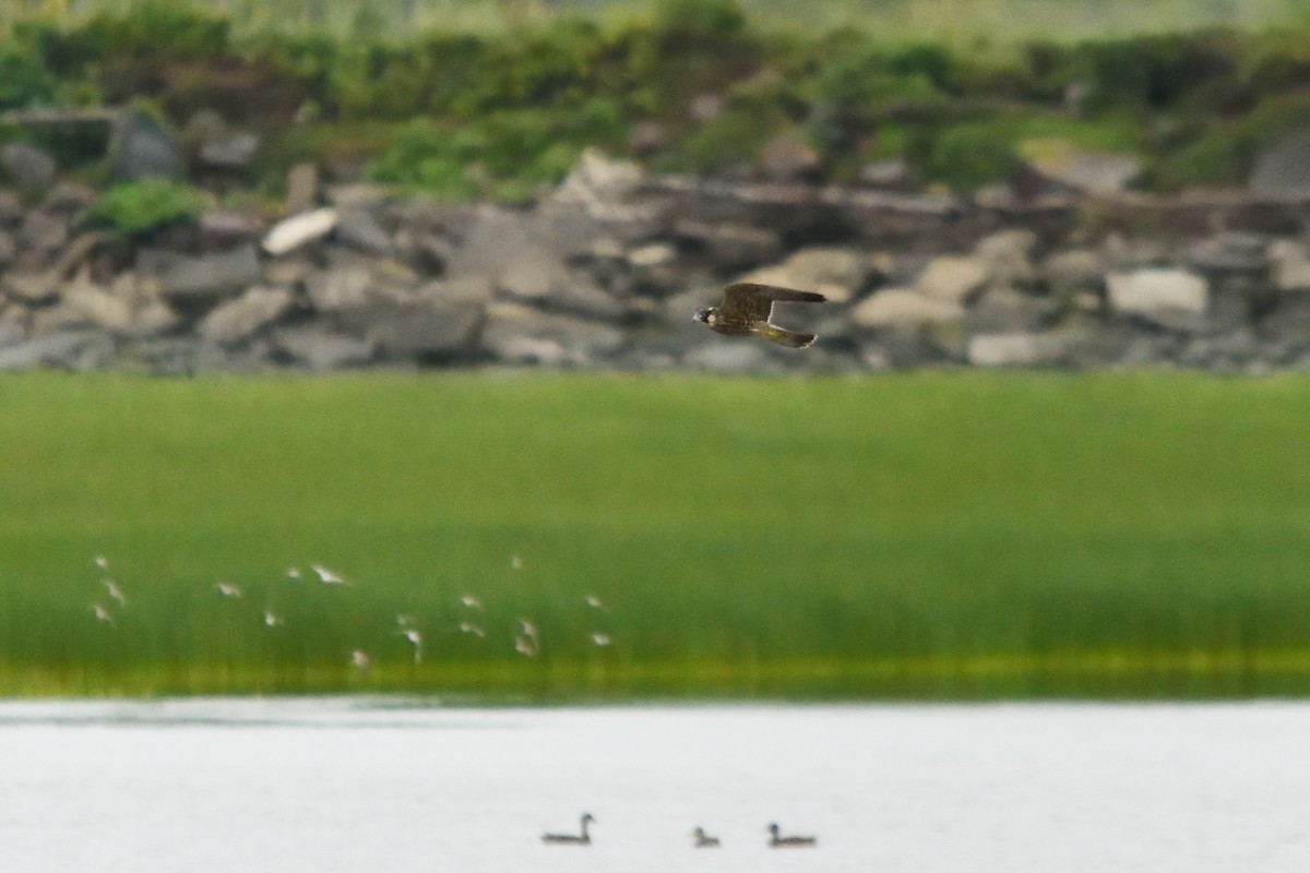 Peregrine Falcon - ML607365791