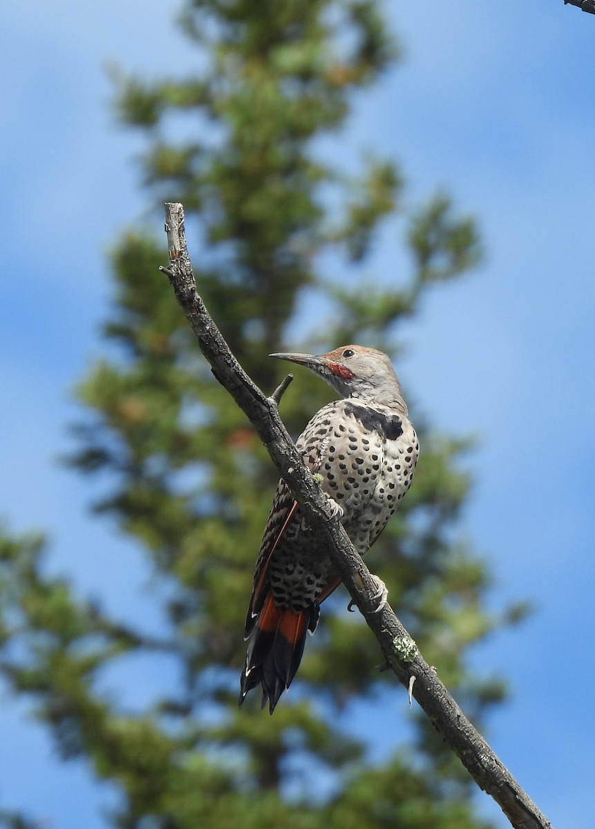 Northern Flicker - ML607366201