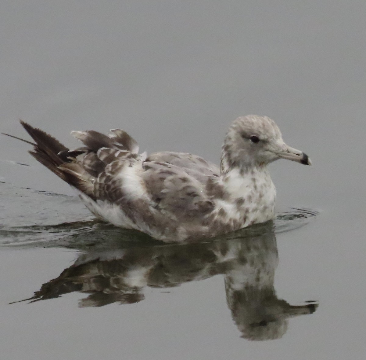 California Gull - Jeanne O'Neale