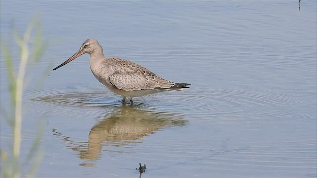 Hudsonian Godwit - ML607367811