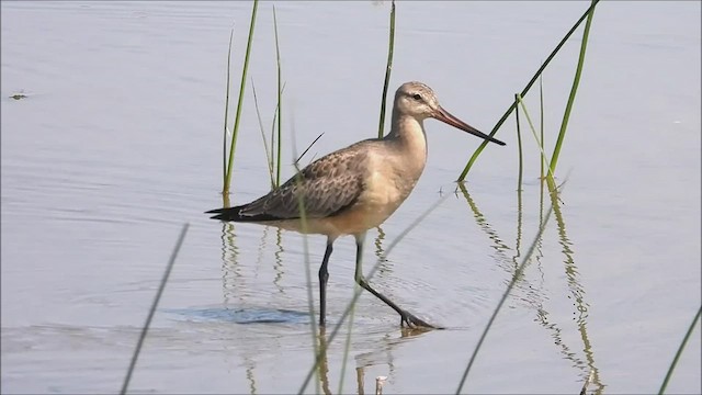 Hudsonian Godwit - ML607368221