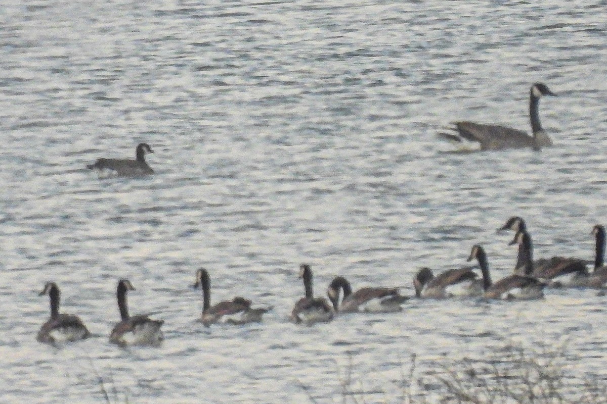 Canada Goose - ML607368941