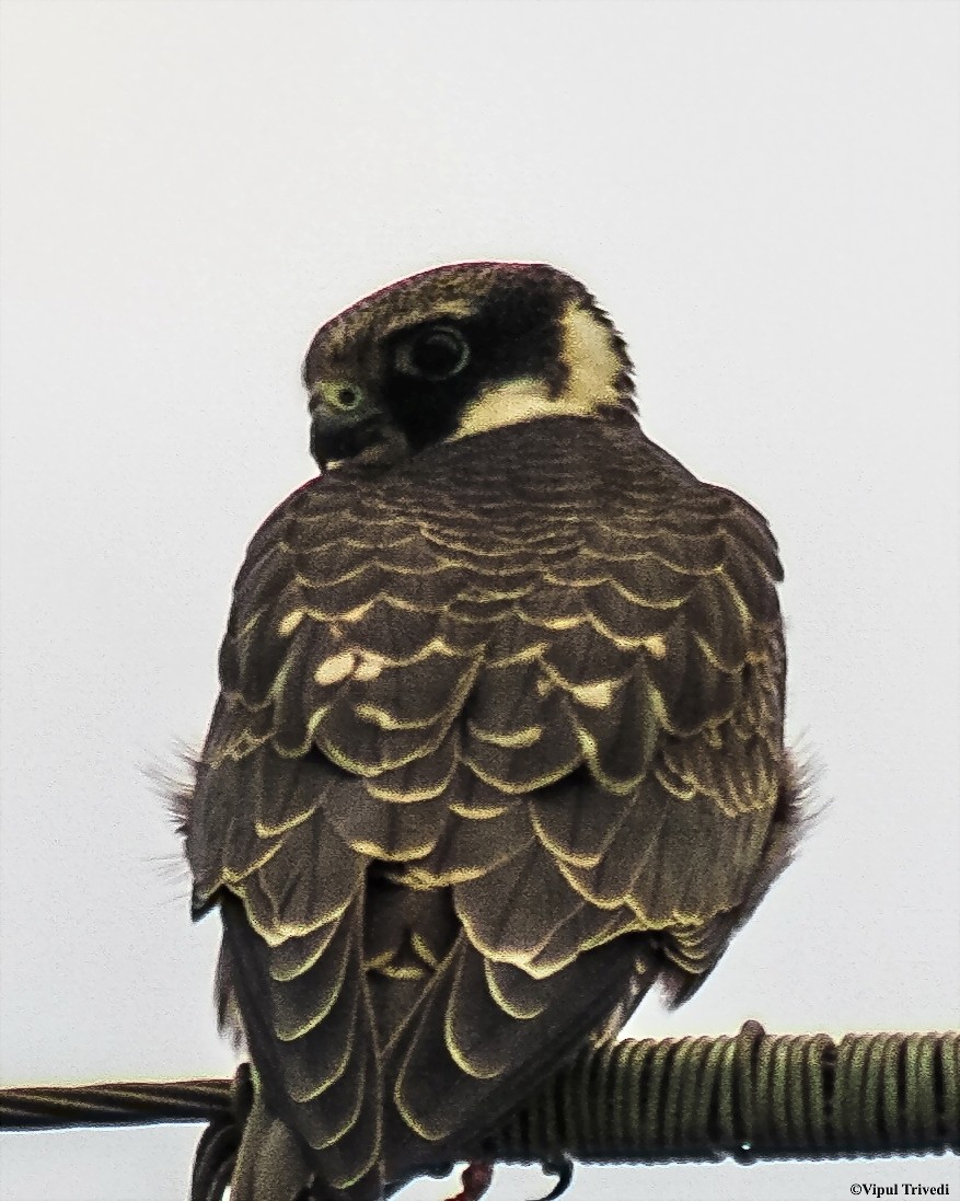 Eurasian Hobby - ML607369001