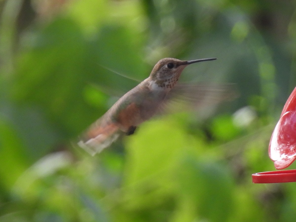 Rufous Hummingbird - ML607369501