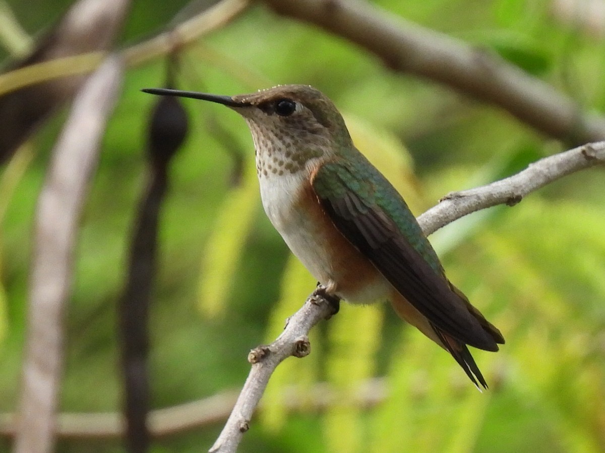 Rufous Hummingbird - ML607369511