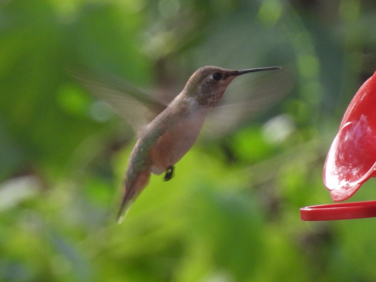 Rufous Hummingbird - ML607369531