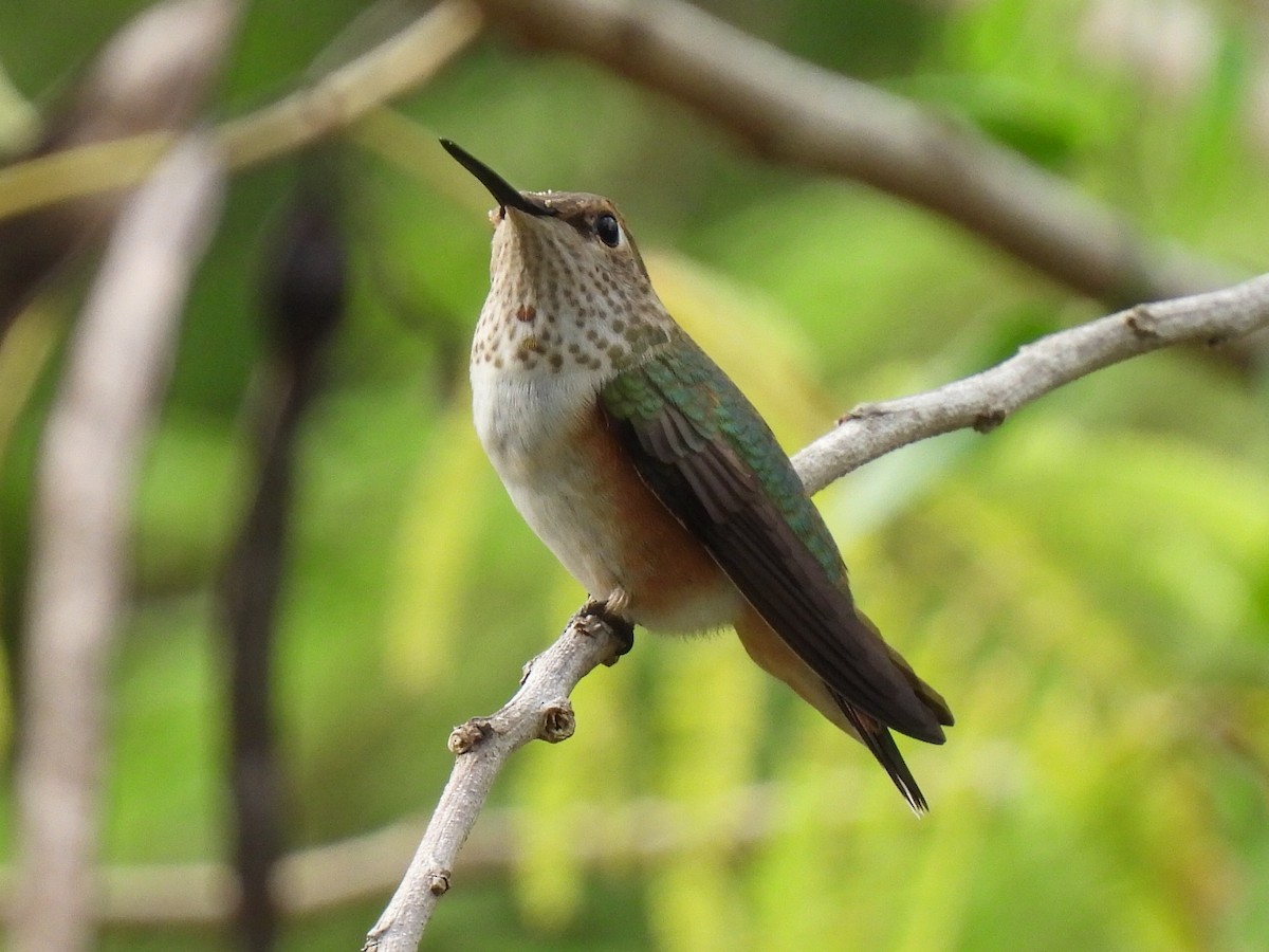 Rufous Hummingbird - ML607369541