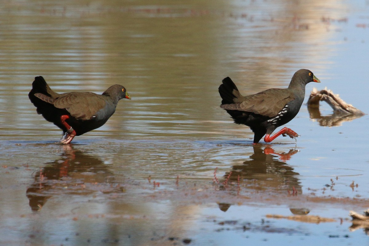 Black-tailed Nativehen - ML607369821