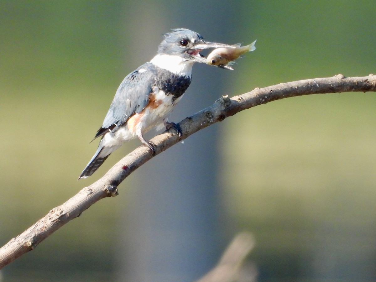 Belted Kingfisher - ML607371371