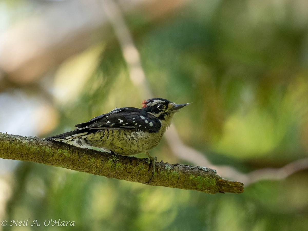 Downy Woodpecker - ML607372701