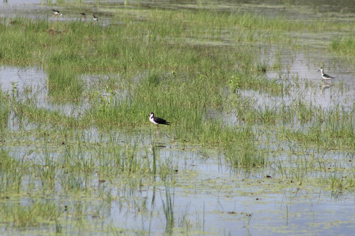 Black-necked Stilt - ML607374311