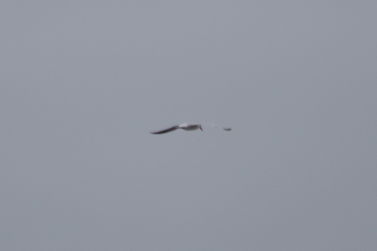 Caspian Tern - ML607374361