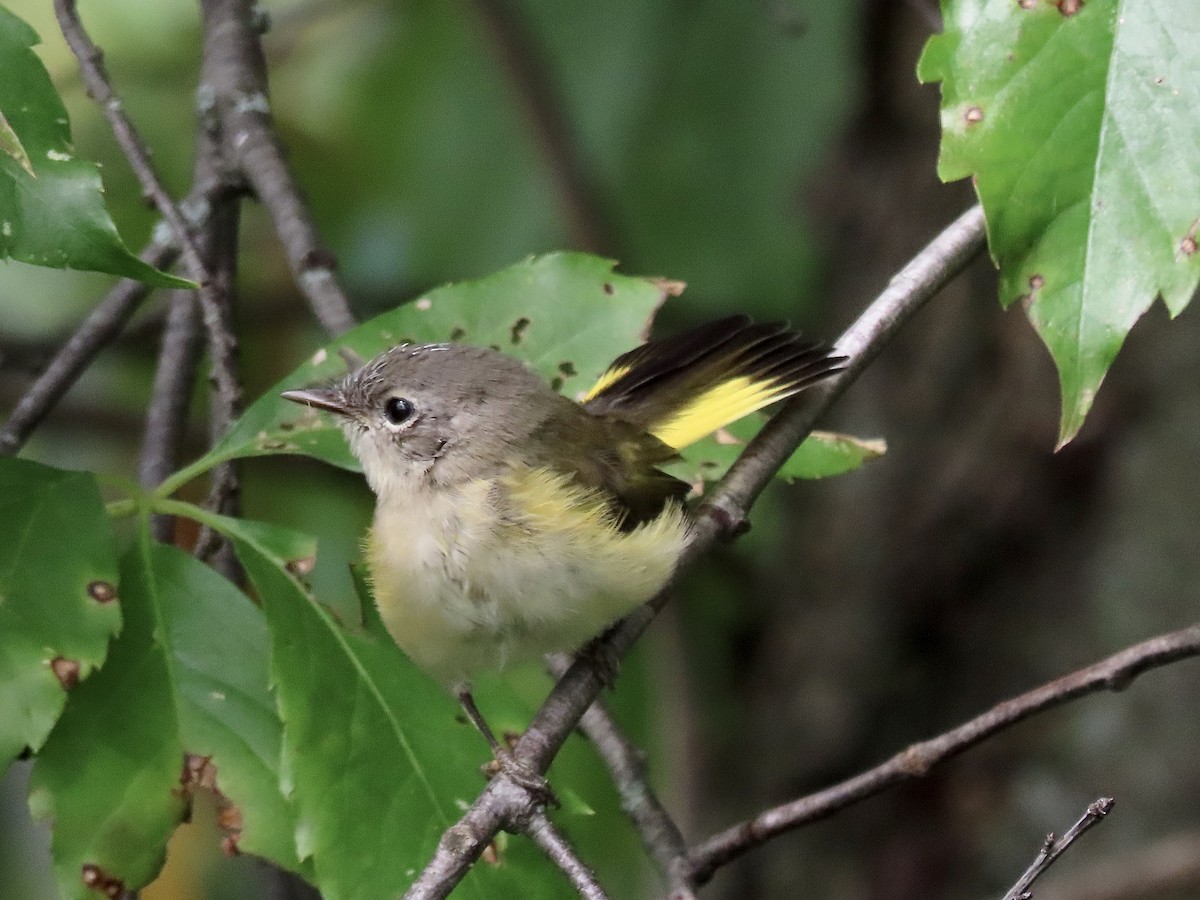 American Redstart - ML607374871