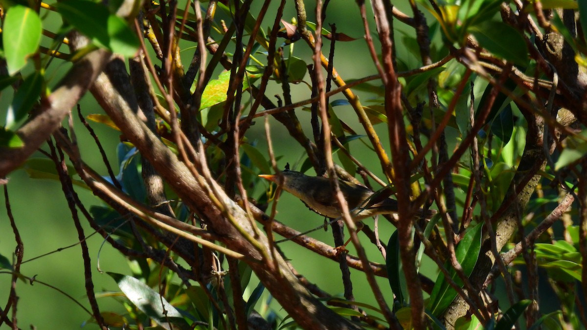 Japanese Leaf/Arctic/Kamchatka Leaf Warbler - ML607375851