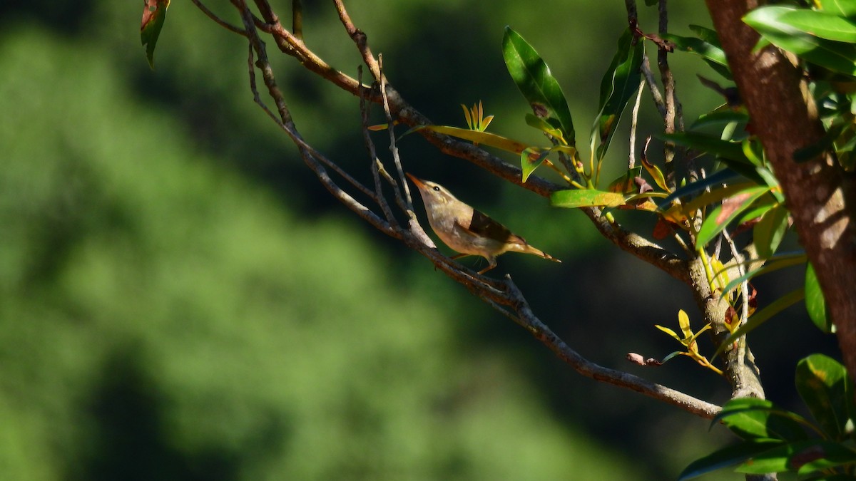 Japanese Leaf/Arctic/Kamchatka Leaf Warbler - ML607375861